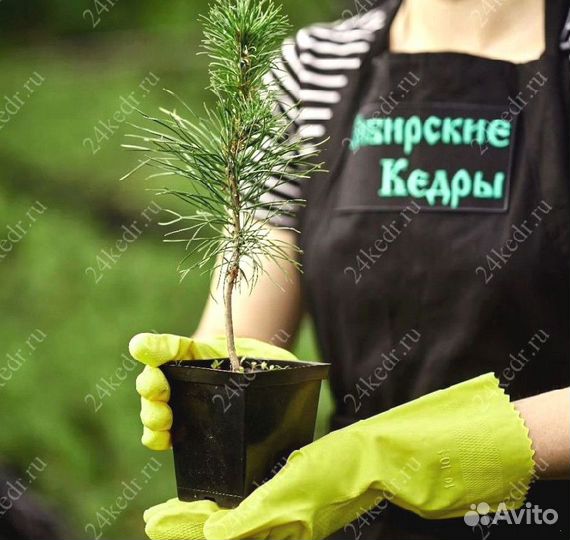 Саженцы сибирского кедра