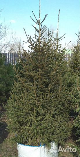 Сибирская ель экстра класс. Саженцы