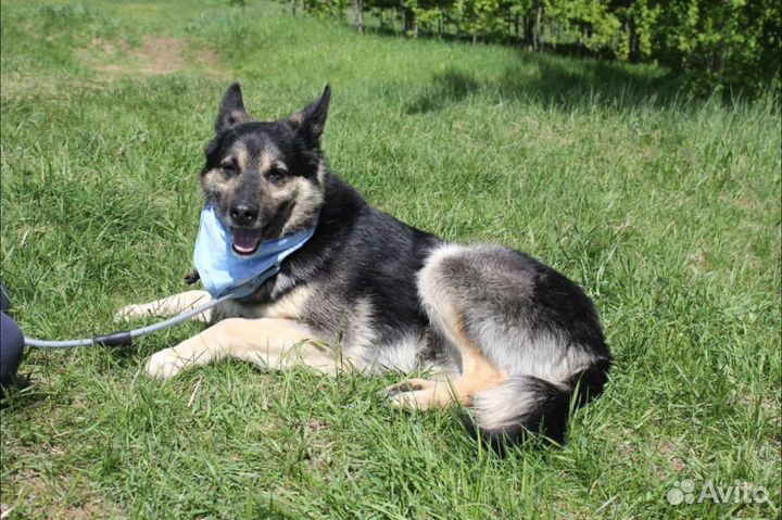 Красивый пес Янек ищет семью