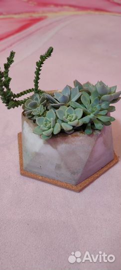 Суккуленты