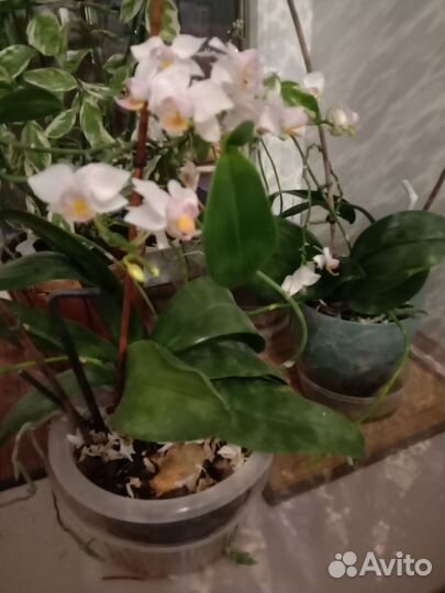 Комнатные цветы, орхидеи