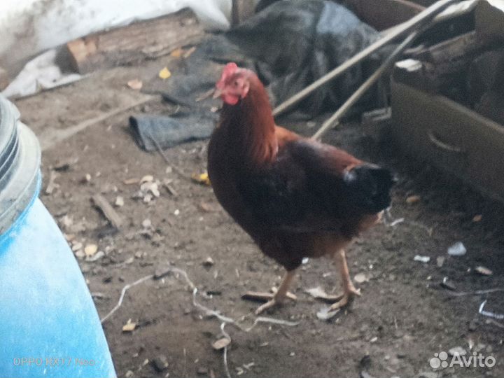 Молодые петухи