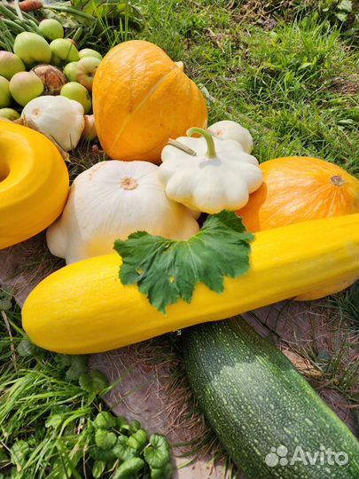 Кабачки,патиссоны
