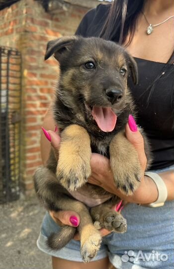 Щенки от крупной собачки бесплатно