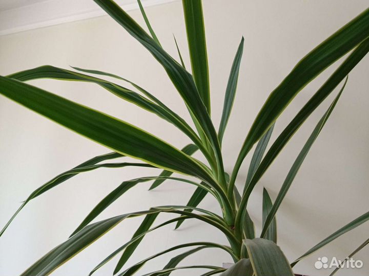 Пальма веерная и другие комнатные растения