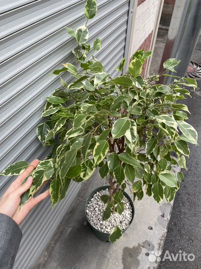 Фикус Бенджамина пестролистный