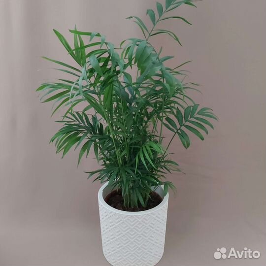 Хамедорея Комнатные растения Тюмень