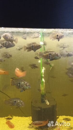 Хромис красавец, акары бирюзовые