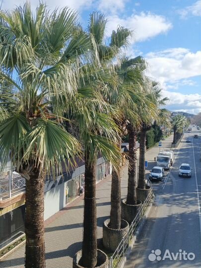 Семена 5 ти красивых пальм и японского дуба, набор