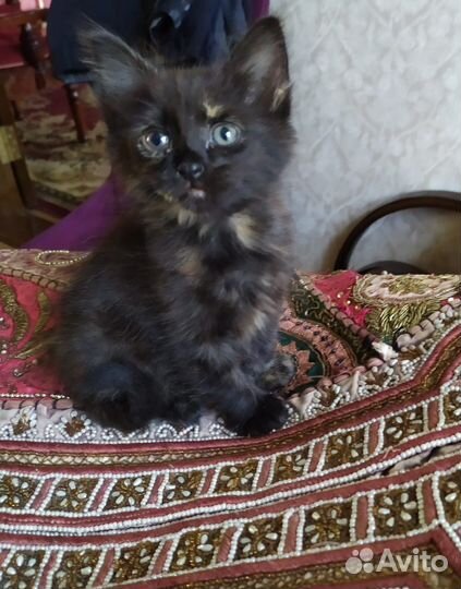 Котенок в добрые руки