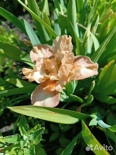 Ирисы карликовые #2