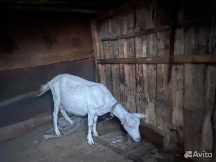 Коза дойная молочная