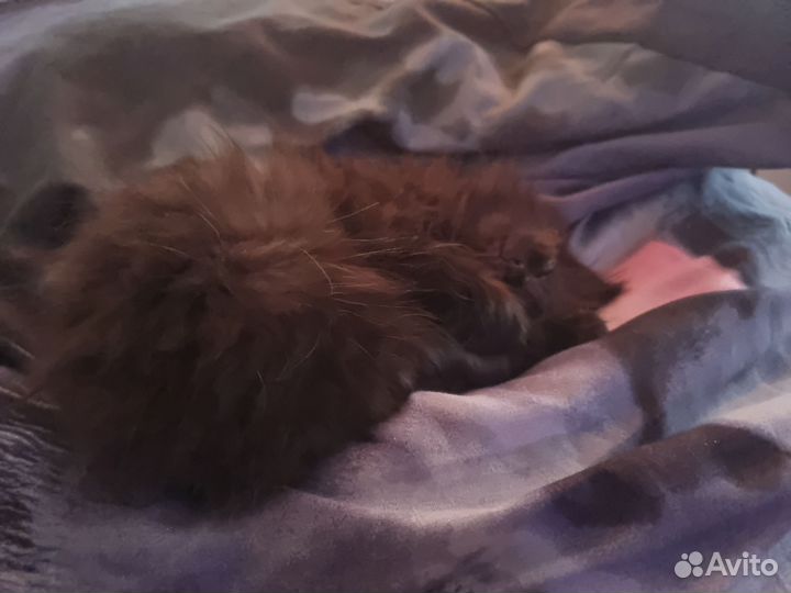 Черные пушистые котята