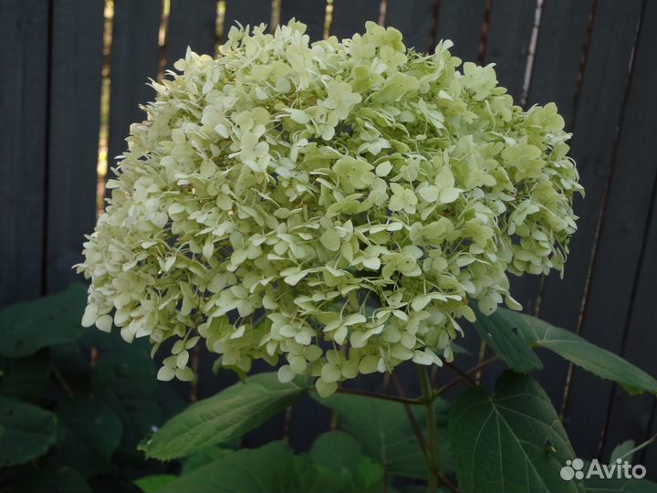 Гортензия древовидная