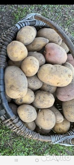 Картофель крупный домашний