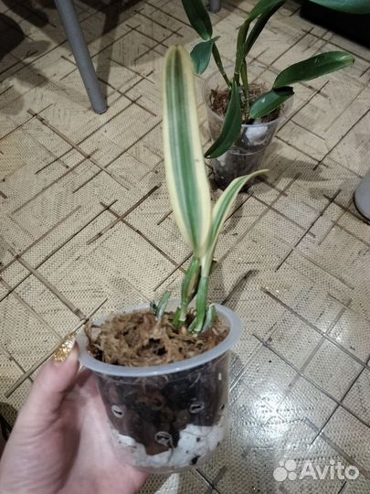 Орхидея каттлея