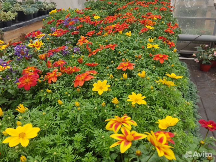 Рассада цветы биденс