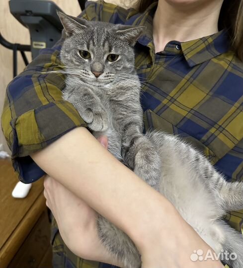 Отдам кота в добрые руки