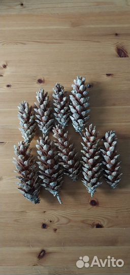 Шишки сосны