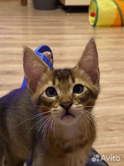 Котята Чаузи