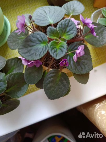 Фиалка Поль Баньян