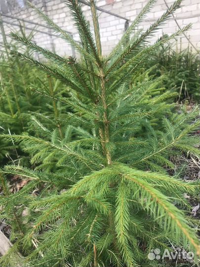 Ель (Саженец)