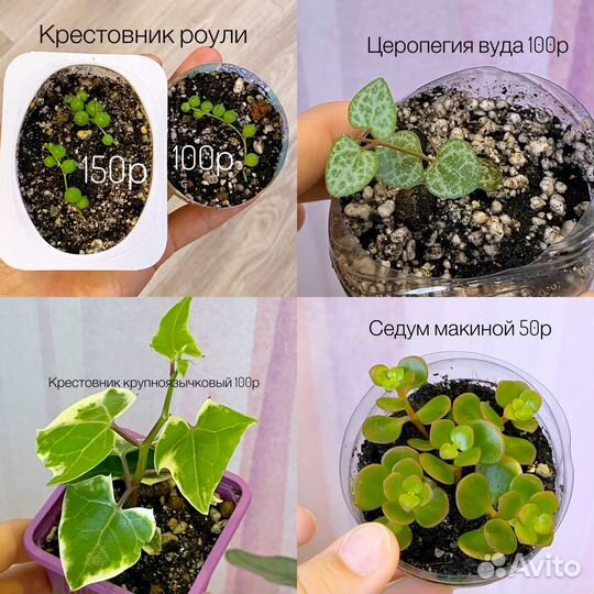 Комнатные растения