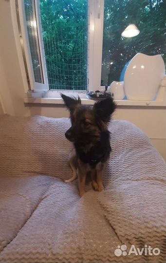 Аделька - собачка в добрые руки