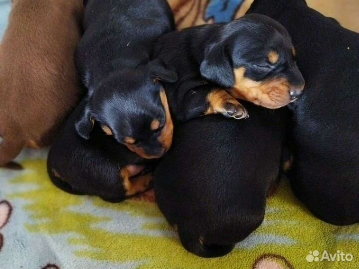 Такса стандартная Гладкошéрсная