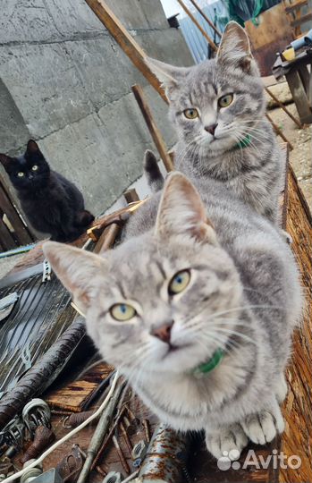 Коты бесплатно