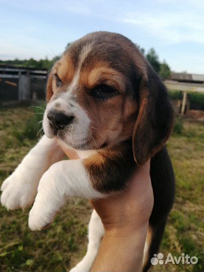 Щенки бигль из питомника