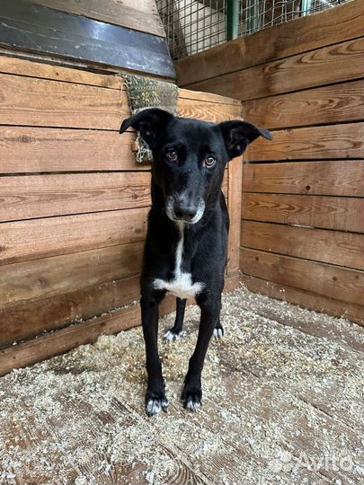 Чёрно-белая собака из приюта с кокетливым взглядом