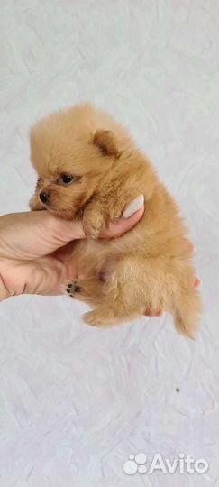 Померанский шпиц