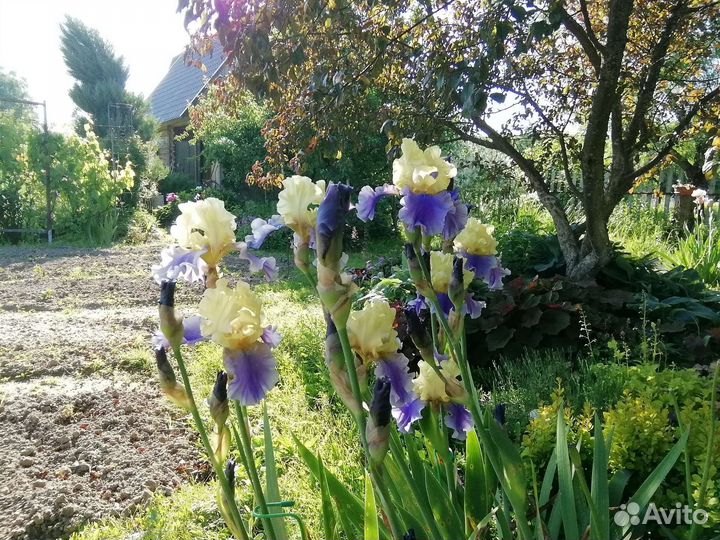 Ирис бородатый