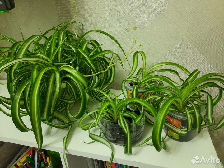 Хлорофитум