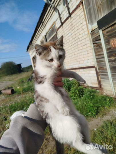 Отдам в добрые руки котёнка мальчика
