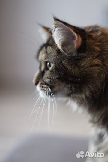 Домашняя передержка животных