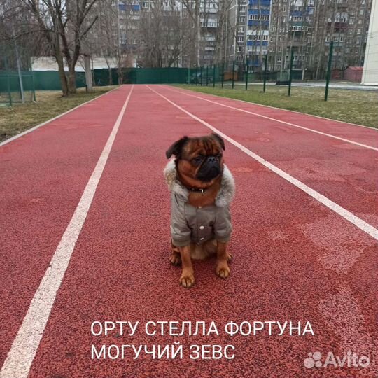 Пти брабансон вязка