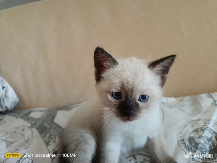 Котята в добрые руки мальчик