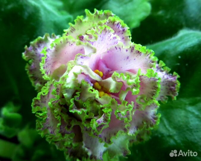 Продам фуксии, папоротники и др