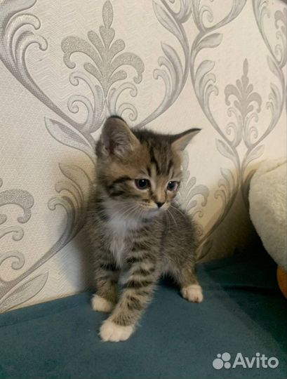Продам котят британские