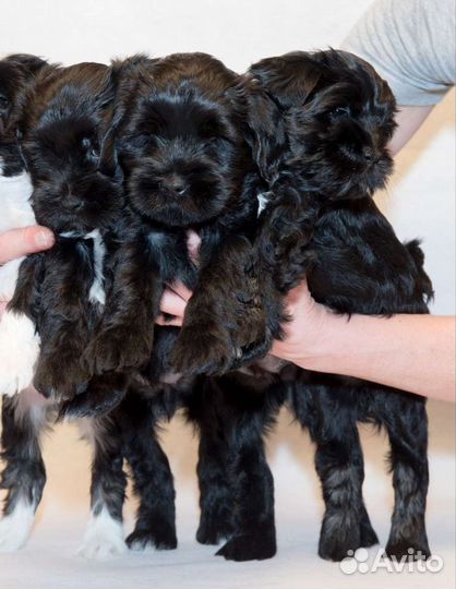 Тибетский терьер щенки