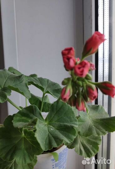 Пеларгония герань