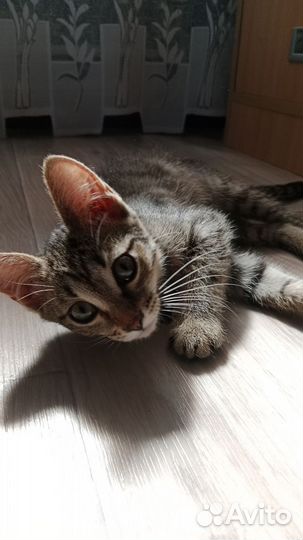 Котенок в добрые руки