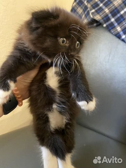 Ктенок девочка в добрые руки