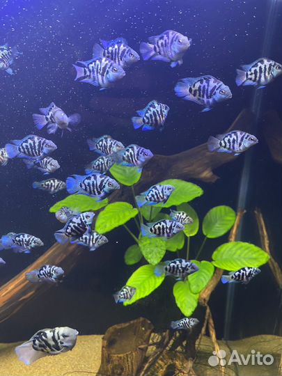 Аквариумные рыбки