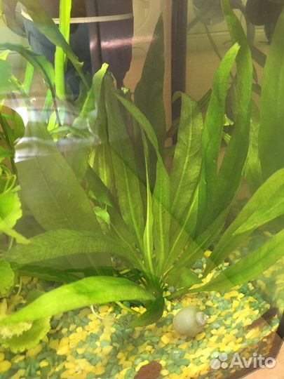 Папоротник, Эхинодорус, Гигрофила, Криптокарина