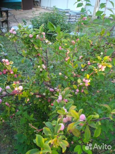 Саженцы Сливы