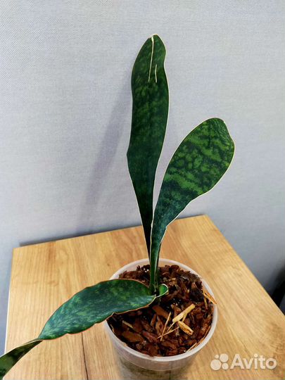 Сансевиерия Масониана Виктори