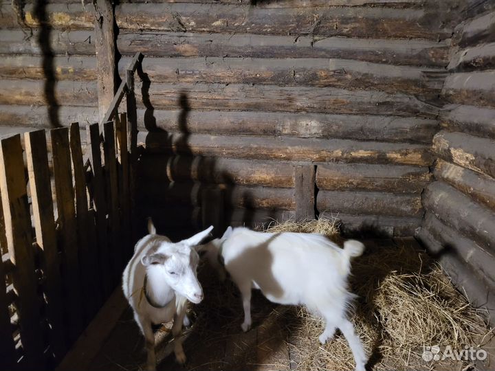 Зааненская дойная коза 2 шт